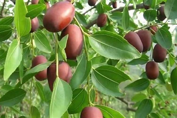 枣树上什么肥料最好