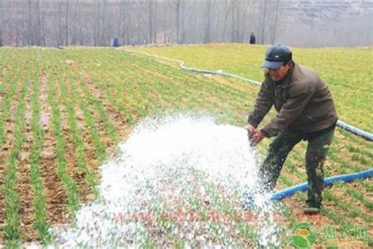 复合肥怎么使用正确要马上浇水