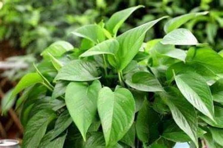 水培绿萝用什么肥怎么养才茂盛