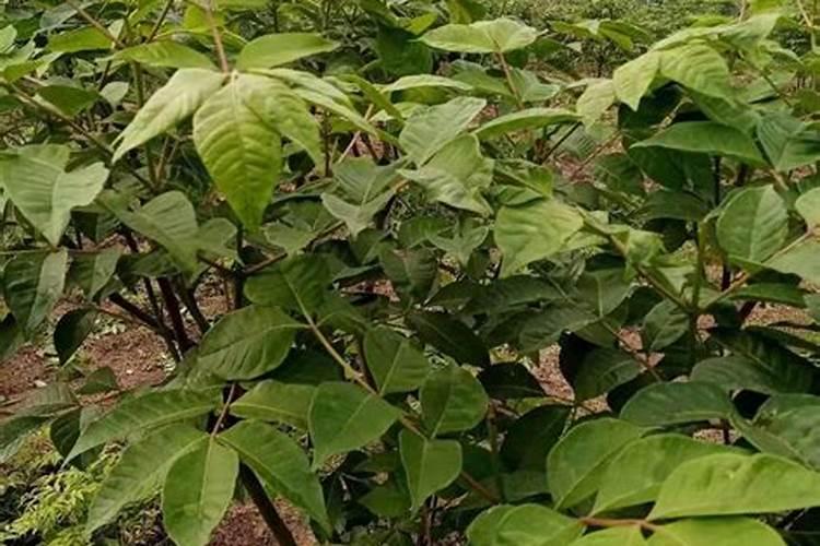 含氮磷钾的无机盐对植物的作用