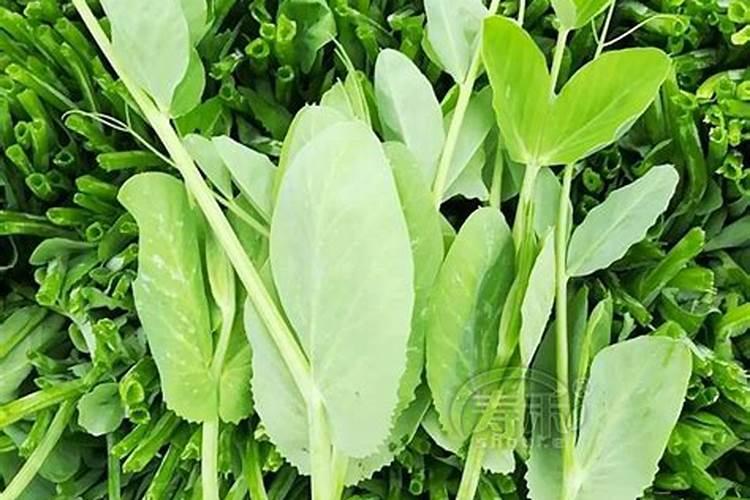 豆苗是怎么种植的