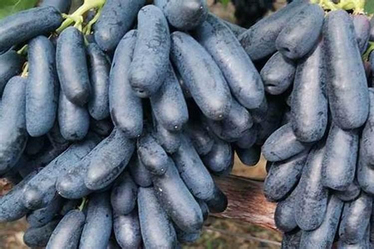 徐根宝足球基地在哪儿