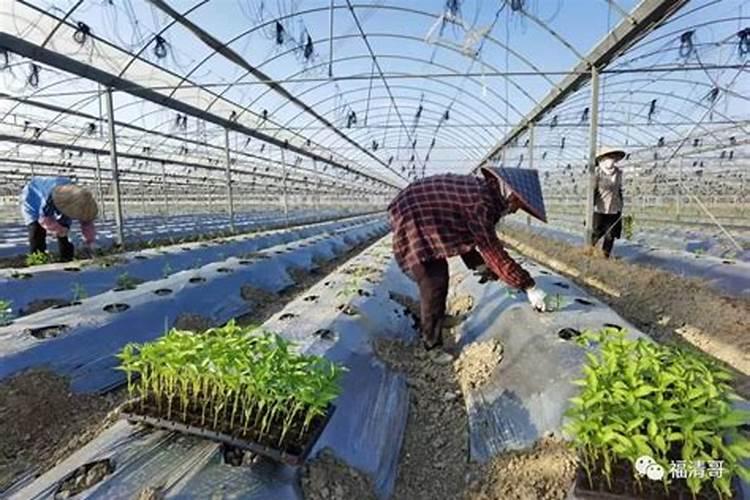 大棚种植辣椒能高产？科学用肥有讲究,用对了辣椒产量高效益好