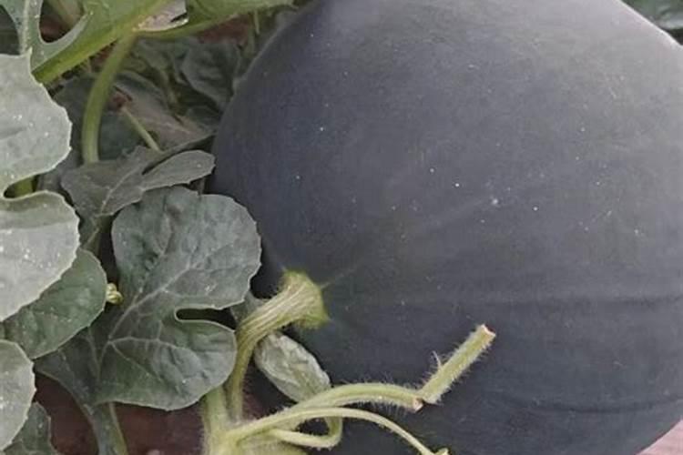 菜苗出土后多久施肥