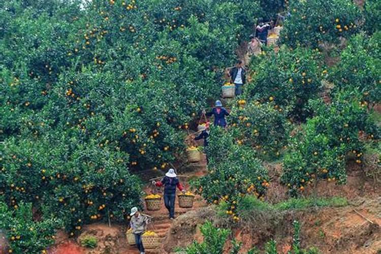 君子兰在春天,离不开2种肥,一种长厚叶,一种长大个