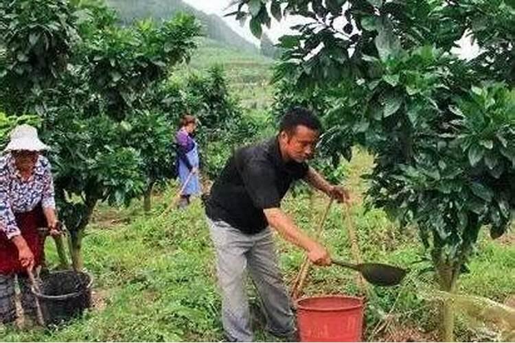 尿素肥料的作用与功效