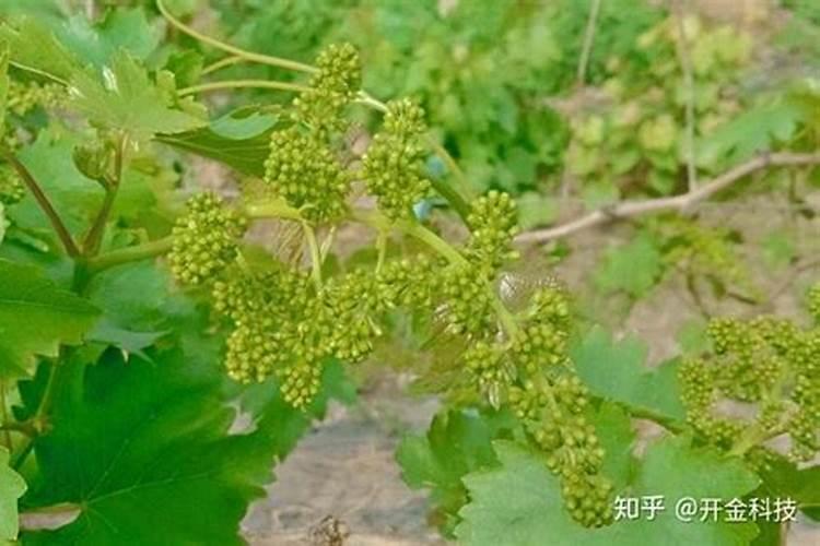 扦插的栀子花几年开花