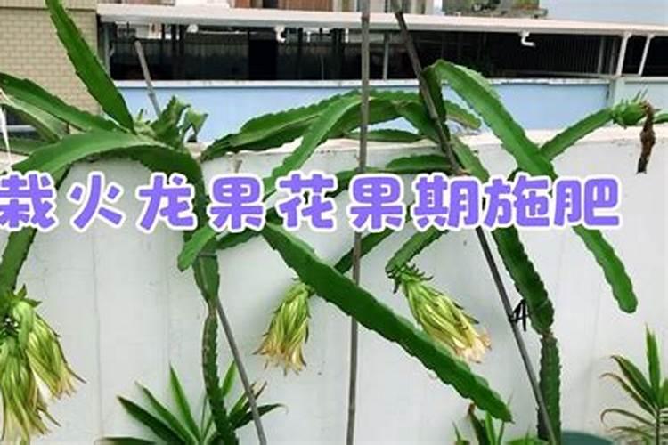 火龙果打什么药好