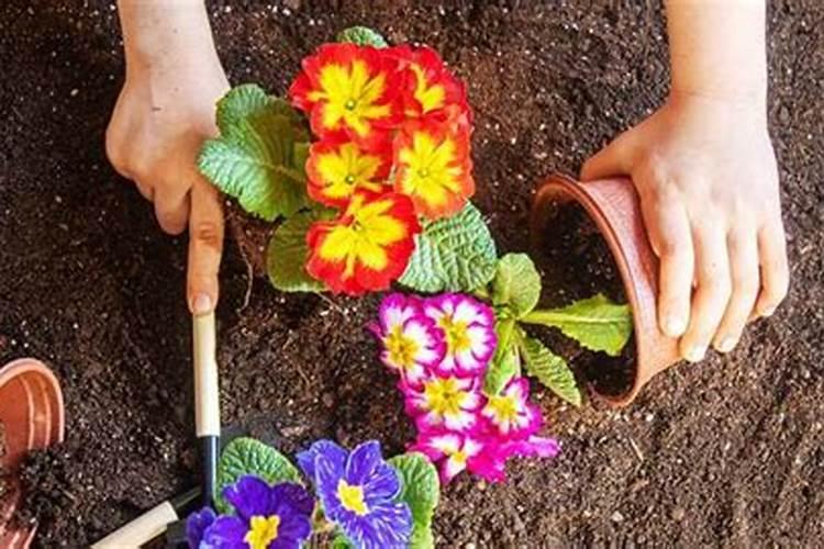 种花用什么花肥,养花的肥料有哪几种