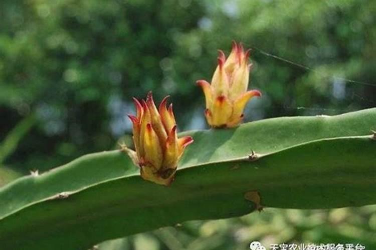 火龙果有花雷能施肥吗