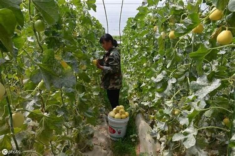 甜瓜什么时候追肥合适,高产追肥方法