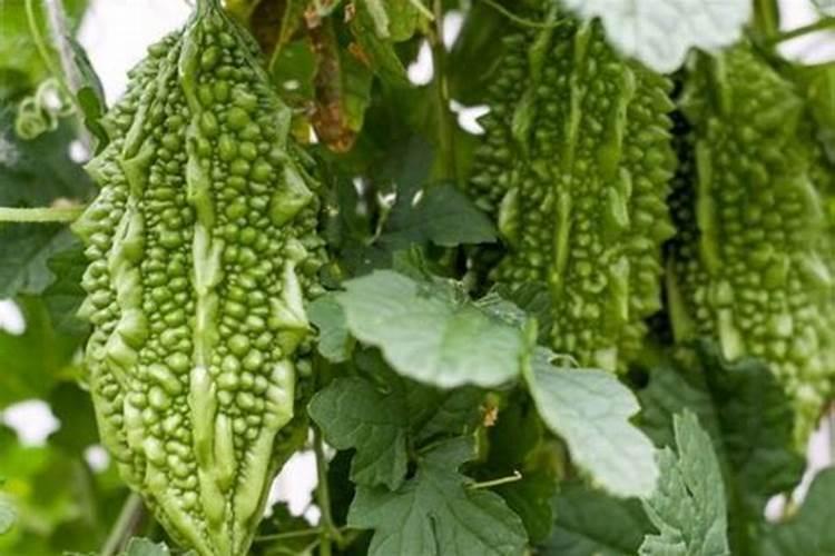 种植苦瓜肥料种毒有什么法解毒