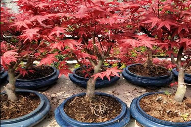 枫树该如何种植？？？