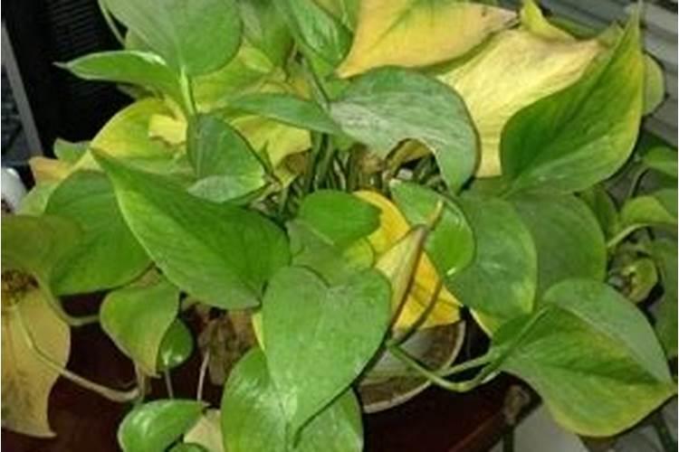盆栽植物绿叶变黄应施什么肥