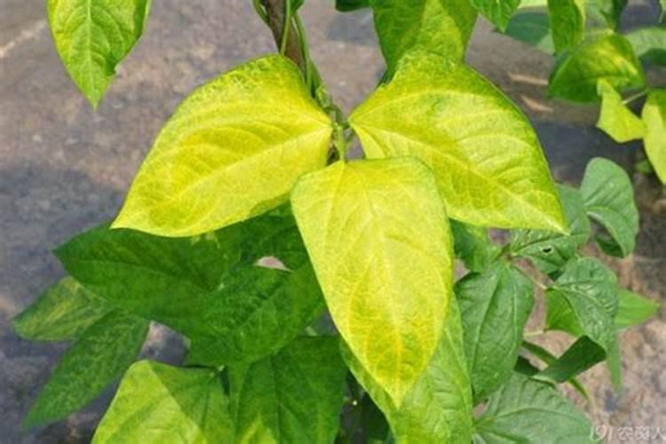 绿萝长不旺、叶子泛黄,应该浇什么样的液肥才能恢复？