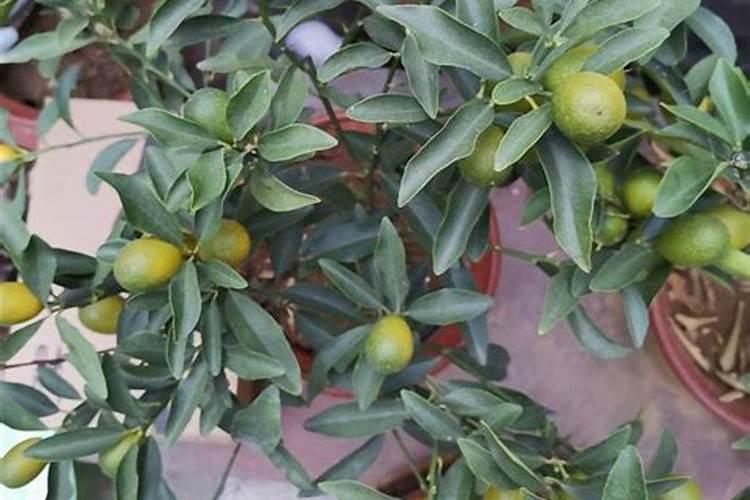 水蜜桃施肥的最佳时间