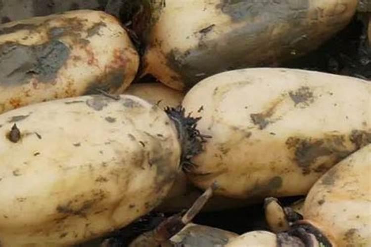 莲藕施什么肥最好