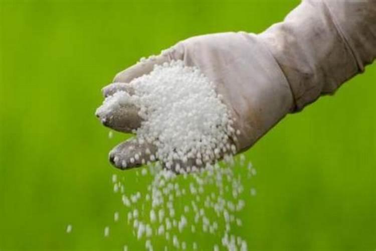 马铃薯的播种方法