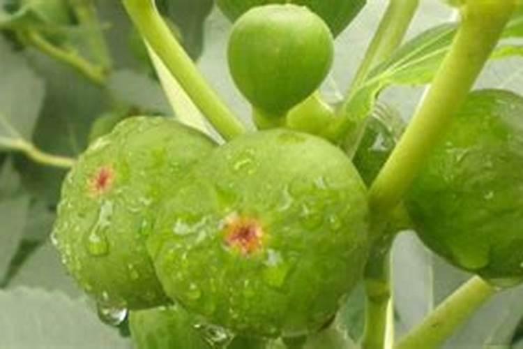 无花果掉果的原因怎样解决