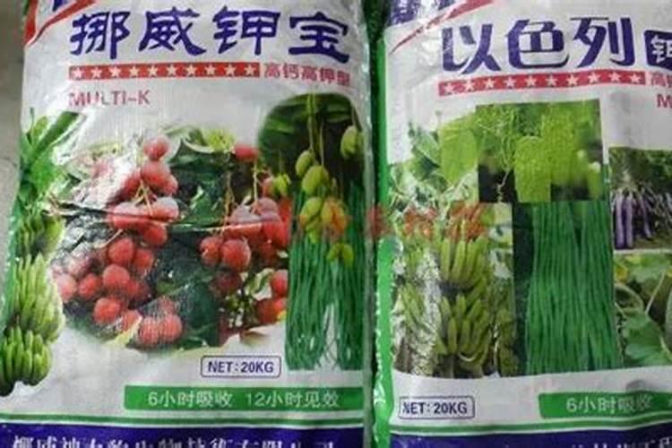 琴叶榕叶子冻伤怎么处理