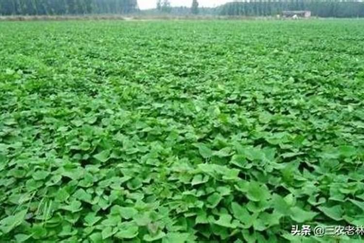 叶面肥追肥效果怎么样？蔬果专用叶面肥？优质叶面肥生产厂家？