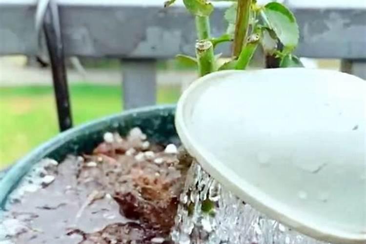 番茄是先喷花后浇水好,还是先浇水后喷花好？