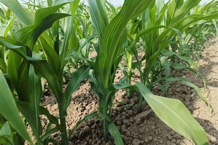 玉米田受涝怎样施救