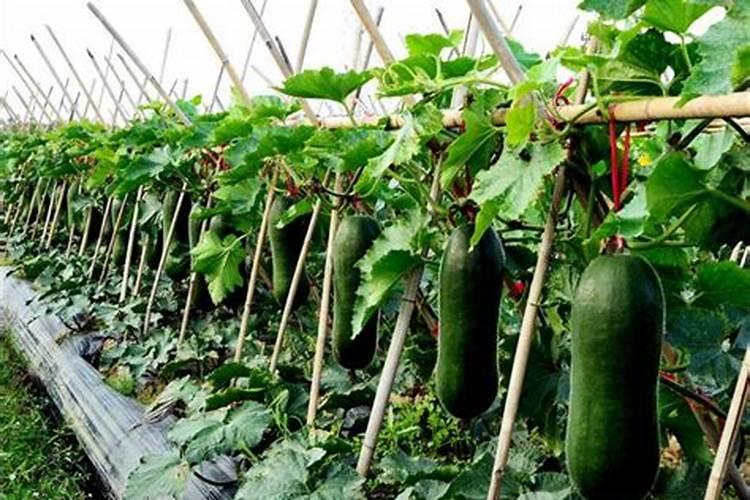 冬瓜施肥的正确方法