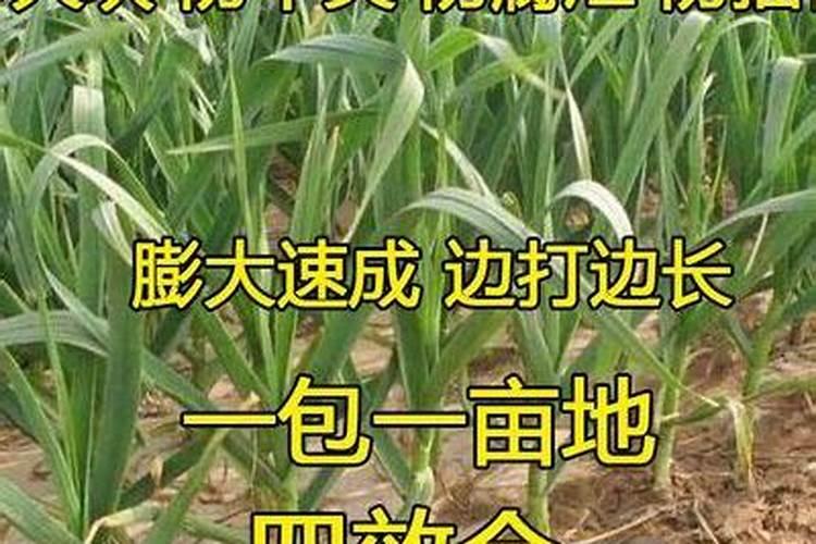 种大蒜需要什么肥料