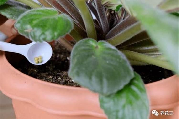 国内最高含量液体钙肥