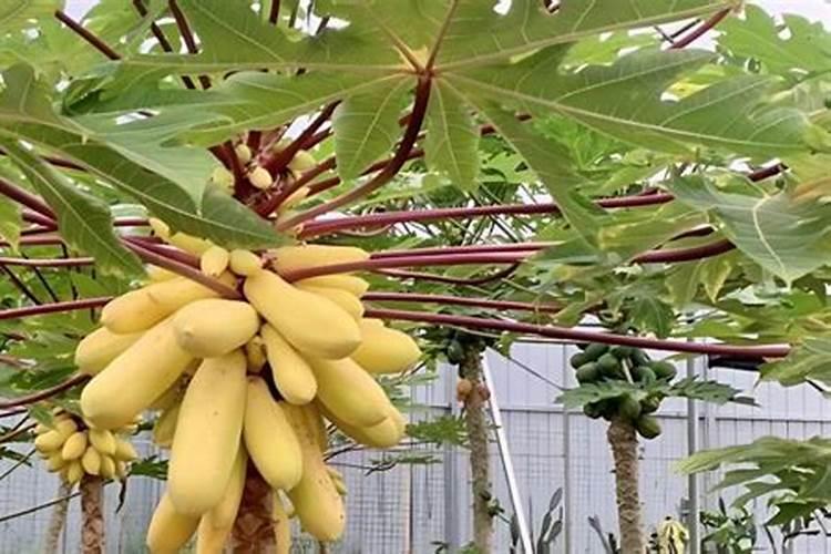 养花氮磷钾口诀,氮磷钾肥怎样施肥效果好