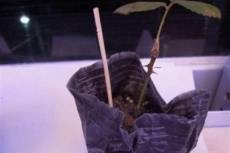 珍珠油杏品种的优缺点