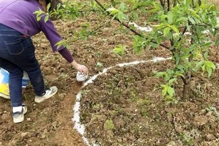 果树施肥操作方法