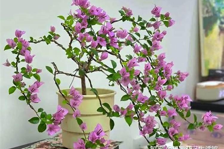 冬天种什么花比较好