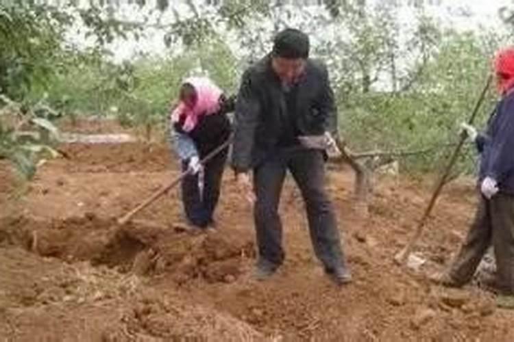 中药材用什么肥料可以生根？中药材追肥用哪种肥料？中药材生根用什么肥料...