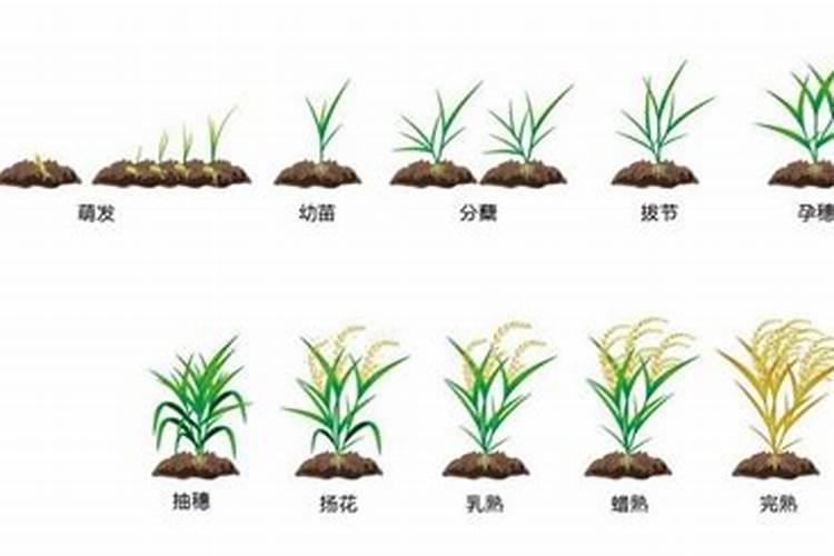 水稻一生需要多少肥