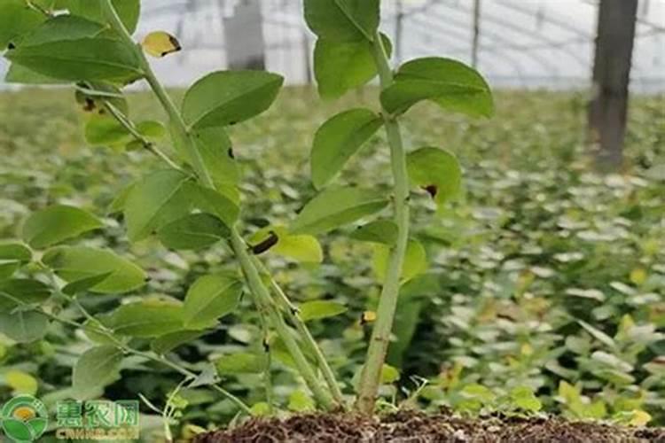 提高农作物产量的措施有哪些