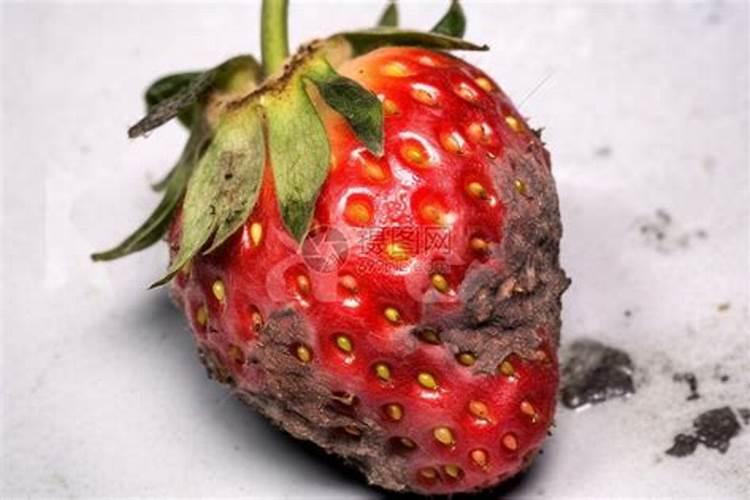 草莓施肥用什么肥料