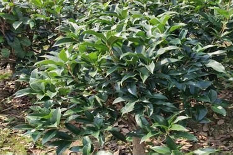 棉花施肥使用什么肥料？棉花该如何施肥？