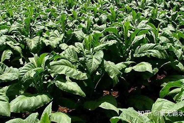 氯化钾肥的正确使用方法