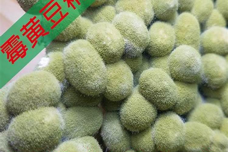 豆子能变成什么肥料呢？