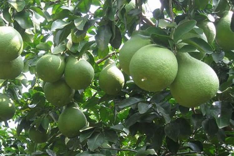 叶面肥十大名牌排名