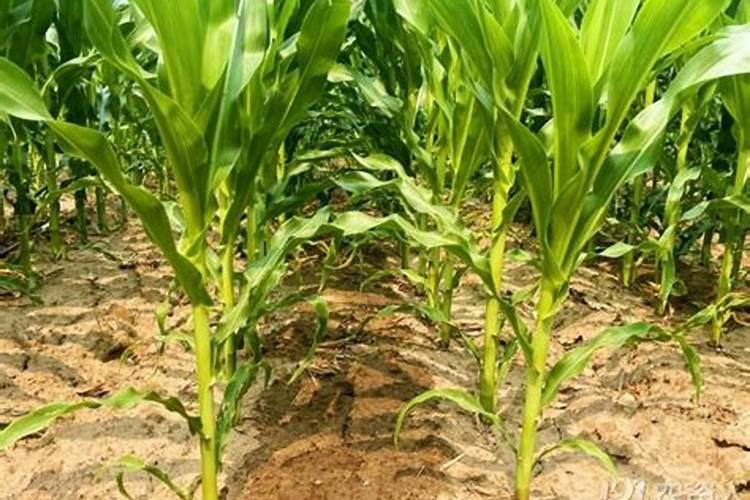 水溶硅肥,液体硅肥的生产企业哪一家最好？