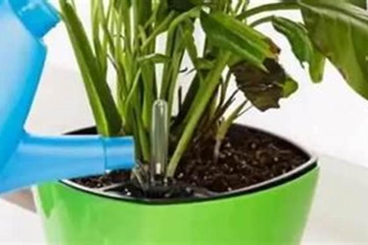 花施肥的最佳方法