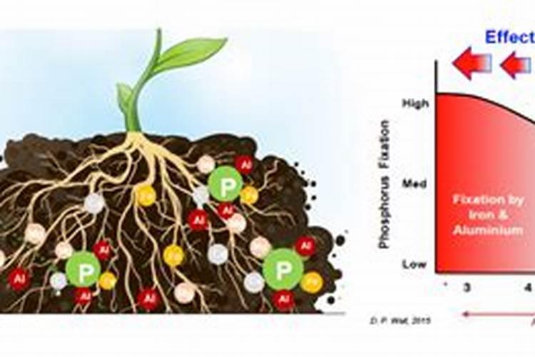 铁海棠的养殖方法和注意事项