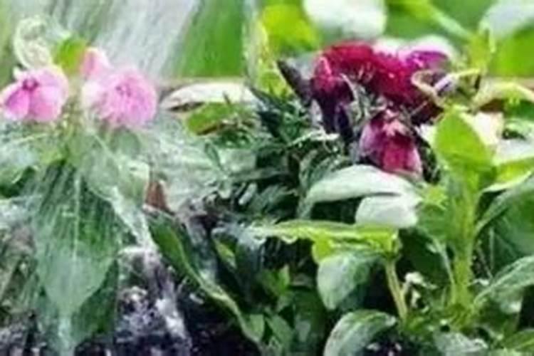 水溶肥和化肥的区别