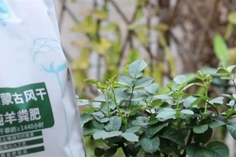 月季花施肥方法怎样给月季花施肥