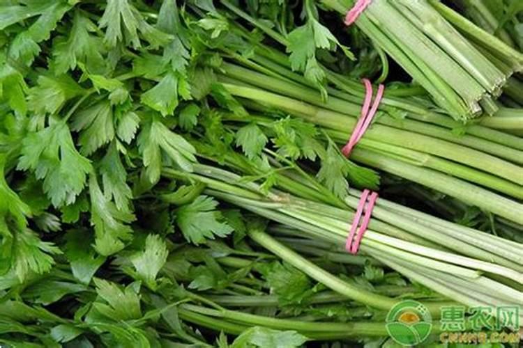 玛塔牡蛎钙21世纪农业发展最具魅力的纯天然海洋钙