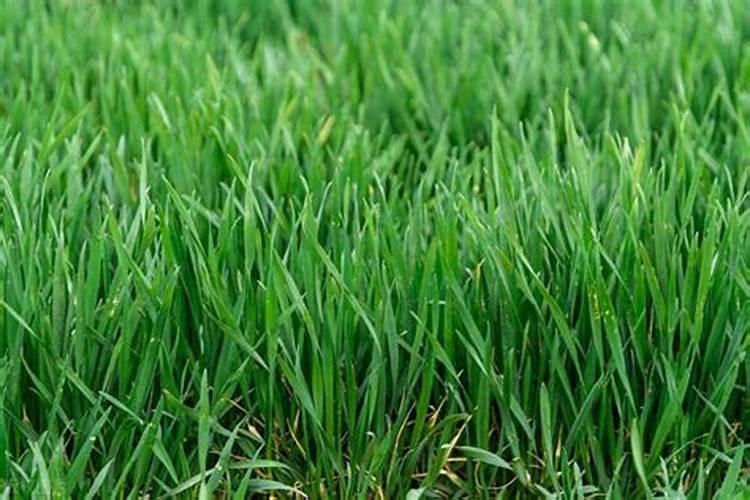 大棚怎么安装微喷头