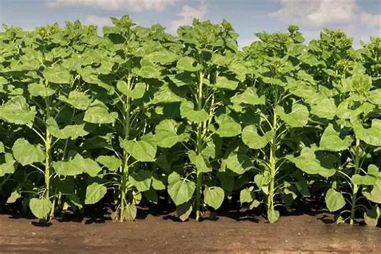 葵花怎么追肥,该追含哪些元素的肥料？